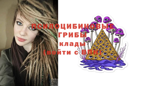 прущие грибы Аркадак
